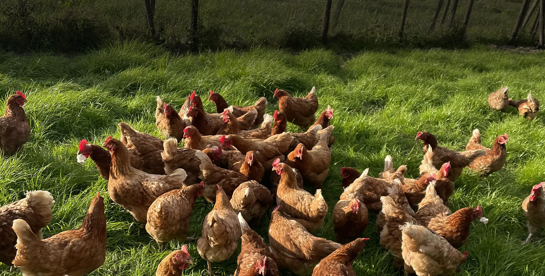 Free range hens